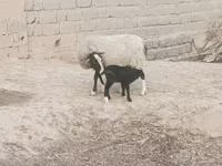 میش, Romanov sheep — عکس 1