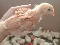 Brahma — foto 3