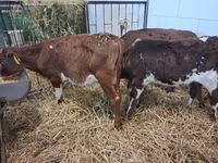 Býk, Simmental cattle — foto 6