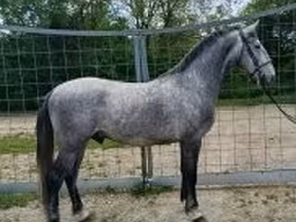 घोड़ा, Lipizzaner