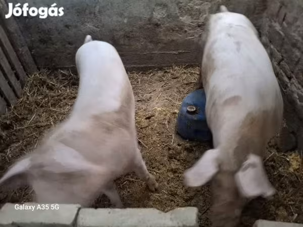 Sow, Крупная белая