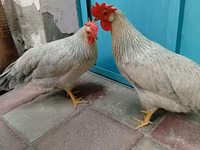 Leghorn — Foto 1