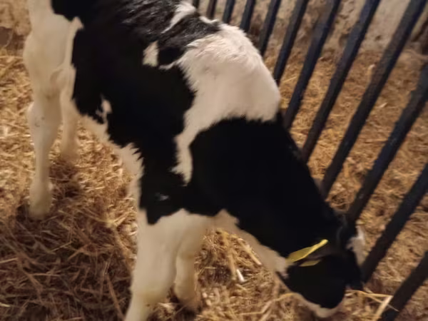 Bou, Russian Black pied cattle