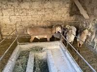 แกะตัวผู้, Arashan sheep — รูปภาพ 3
