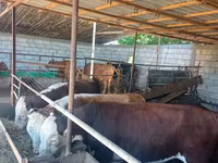 Bò đực, Simmental cattle — ảnh 6