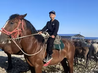 Kuda jantan, Horses — foto 1