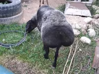 گوسفند (گروه، جنسیت مشخص نشده), گوسفند — عکس 1