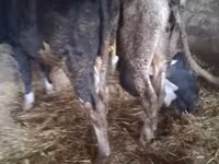 Bik, Russian Black pied cattle — fotografija 2