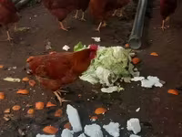 Chickens — 照片 2