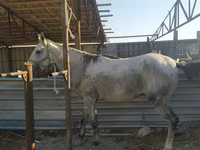 Cavallo, Cavalli — foto 1