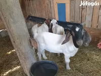 Теке, Boer goat — 4-сурет