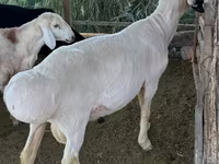 Berbec, Hissar sheep — foto 2
