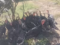 Turkeys — fotografija 1