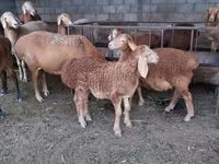 Montone, Arashan sheep — foto 8