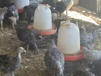 Turkeys — zdjęcie 4