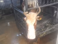 گائے, Simmental cattle — تصویر 8