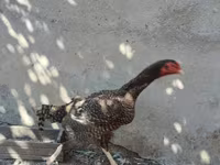 Chickens — عکس 4