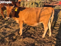 Lembu betina, Jersey breed — foto 2