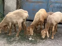 Oaie, Arashan sheep — foto 2