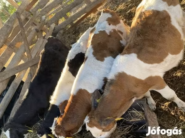 วัวตัวผู้, Simmental cattle