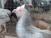 Chickens — sawirka 3