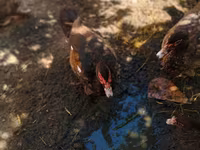 Ducks — φωτογραφία 2