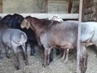 Kambing jantan, Hissar sheep — foto 3