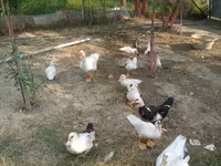Ducks — 照片 5