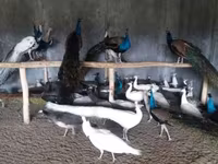 Chickens — 사진 2