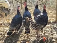 Turkeys — foto 4
