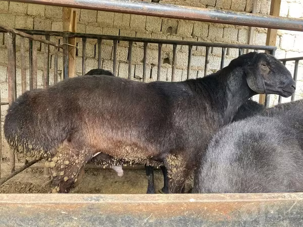 قوچ, Hissar sheep