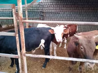 گاو و گوساله (گروه، جنسیت مشخص نشده), Simmental cattle — عکس 3