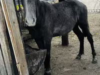 Ngựa cái, Kazakh horse — ảnh 5