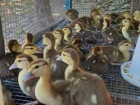Ducks — foto 4