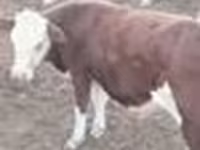 Bulle, Kasachische Weißkopfkuh — Foto 4