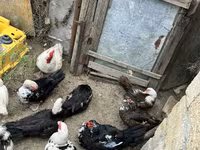 Ducks — عکس 7