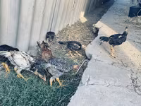 Chickens — عکس 2