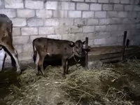 Mucca, Bovini — foto 4