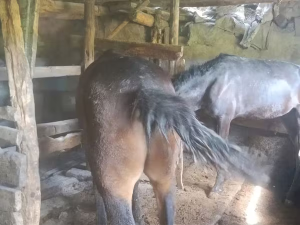 Kısrak, Atlar