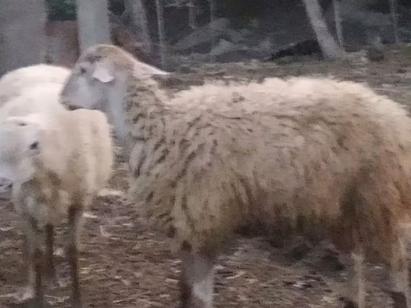 Sheep, Sheep — Azerbaijan