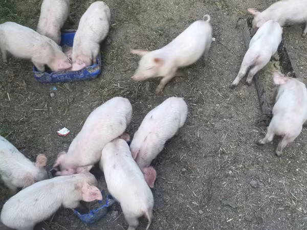 Vier, Porci