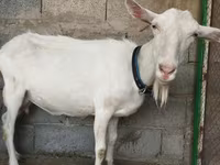 بز ماده, Saanen goat — عکس 7