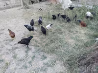 Chickens — foto 4