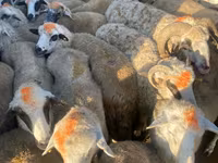 Sheep, Sheep — photo 4