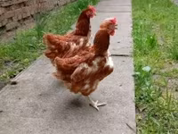 Chickens — fotografija 2