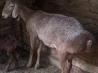 Խոյ, Afghan Arabi sheep — լուսանկար 1