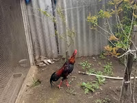 Chickens — عکس 2