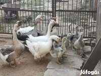 Geese — foto 1