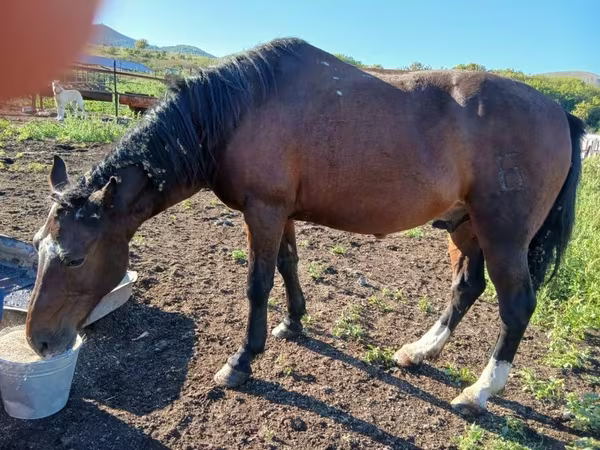 Cavallo, Cavalli