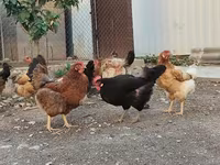 Chickens — รูปภาพ 1